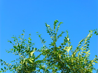 Foliage against a clear sky (2)