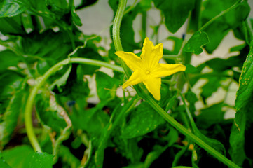 Blossom of a cucumber plant in a small greenhouse in the garden. Concept: healthy diet or vegetables