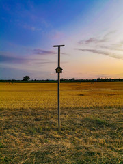 Obraz premium sunset over field