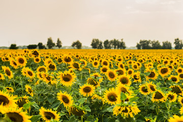 Obraz premium sunflowers