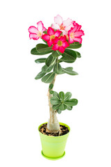 adenium