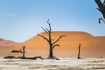 Fototapeta na wymiar Paysage désertique de Namibie dunes Sossusvlei
