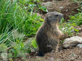 the cutest baby marmot ever in the swiss alps 