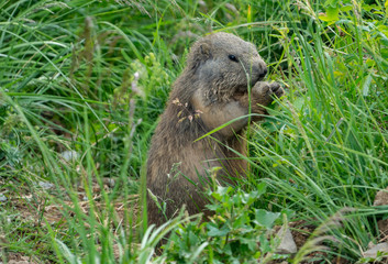 the cutest baby marmot ever in the swiss alps 