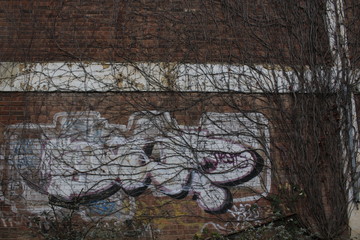 Vines on a wall with graffiti
