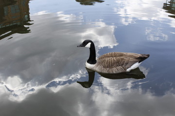 canada goose swimming in river