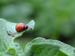 Colorado beetle larva