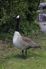 close up canada goose