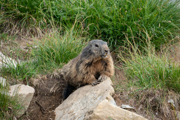 Naklejka na ściany i meble cute marmot in the Swiss alps