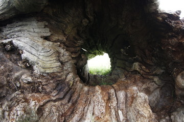The inside of a hollow tree trunk
