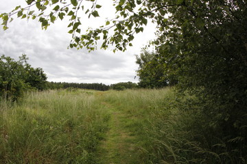 Obraz na płótnie Canvas A path in a meadow 