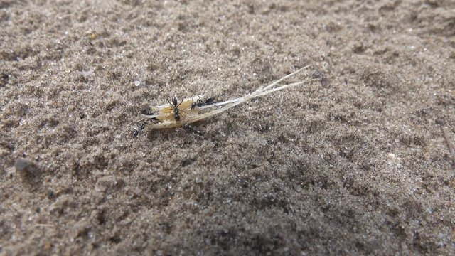 Ants cataglyphis (Cataglyphis aenescens) eat a piece of fish on a sandy river Bank, psammophile ant, middle Volga