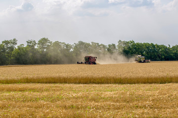 Fototapeta premium Harvesting wheat with agricultural machinery in the field