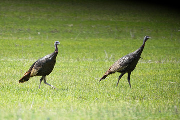 turkeys