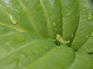 drops of rain on the leaf and a green grasshopper
