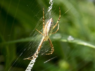 a big spider on the spider web