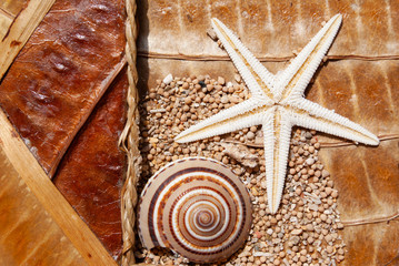 starfish. shell. composition. dry leaf. texture