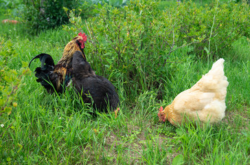 Cock with hen on green herb