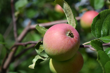 Red apples ripening on the branches of the tree under the sun rays in the garden