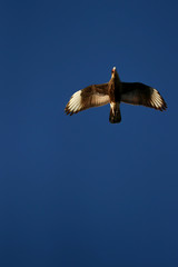 eagle in flight over blue sky