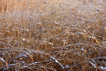 Fototapeta premium Bright yellow dry grass covered with white snow, natural background