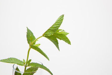 Hojas de menta en una copa de champagne. La menta la podemos utilizar en la cocina es muy aromática y da sensación de frescor.