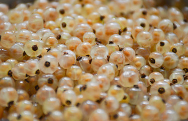 White currant berries background