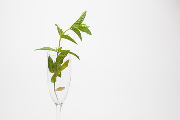 Hojas de menta, de gran aroma y sabor, utilizadas en la cocina y para preparar bebidas como el Mojito