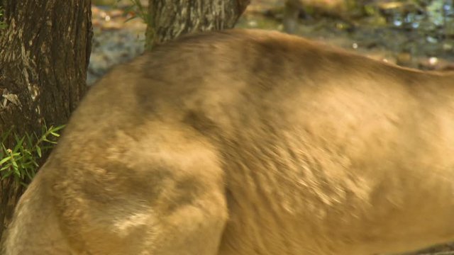 Medium shot of a red kangaroo hopping slowly by in the shade