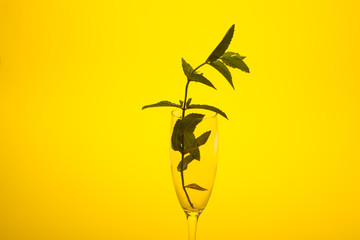 Hojas de menta en una copa de champagne. La menta la podemos utilizar en la cocina es muy aromática y da sensación de frescor.