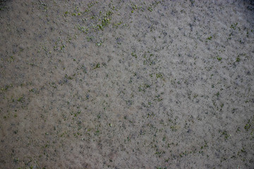 Green grunge mold rough surface vintage old dirty weathering distress texture background