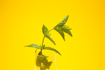 Hojas de menta en una copa de champagne. La menta la podemos utilizar en la cocina es muy aromática y da sensación de frescor.