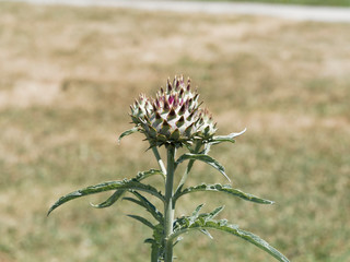 Inflorescences bractées épineuses du cardon ou artichaut (Cynara cardunculus)