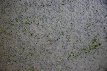 Green grunge mold rough surface vintage old dirty weathering distress texture background