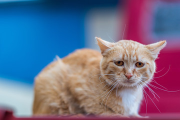 Portrait of red-haired wild cat close-up, with strongly blurred rear background.