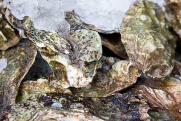Fototapeta na wymiar Oyster shells with ice