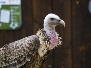 Vautour