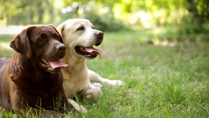 Cute Labrador Retriever dogs on green grass in summer park. Space for text - obrazy, fototapety, plakaty