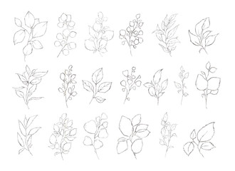 Set of floral silver leaves herbs plants isolated on white background