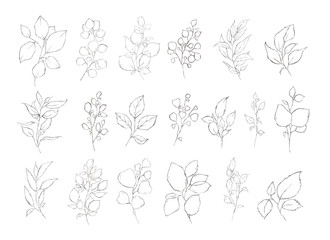 Set of floral silver leaves herbs plants isolated on white background