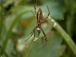 drops of rain on the spider web and spider