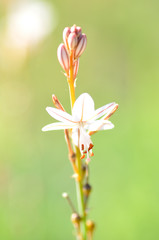 Naklejka premium the tutu faith the ballerina