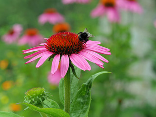 Hummel auf rosa Blüte