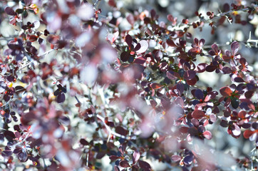 in the foliage of the forest
