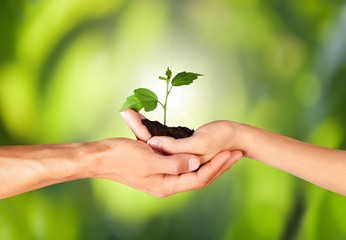 Hands of young beautiful couple holding little green plant