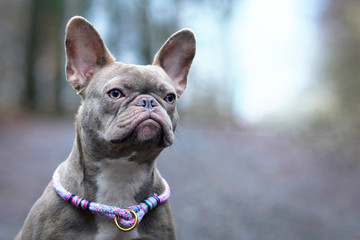 Portrait of beautiful rare colored lilac brindle female French Bulldog dog with light amber eyes and violet paracord collar