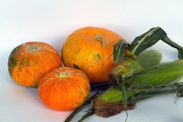 pumpkins and autumn leaves isolated on white background. pumkins and ear of corn