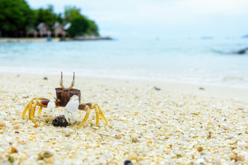 Fototapeta na wymiar Beautiful nature of wildlife, Close-up of Wind Crab, Ghost Crab or Ocypode on the sand in summer at the beach near the sea in Koh Lipe island, of Tarutao National Park, Satun, Thailand