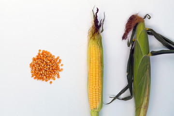 grain of corn. corn on the cob with green leaves