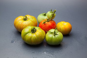 Tomates ecológicos recién traidos del huerto, cultivados de forma ecológica sin pesticidas ni productos químicos.